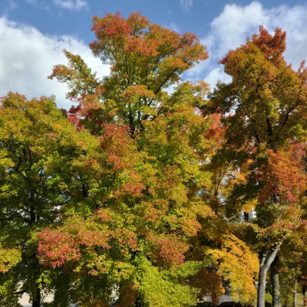 スタッフ杏の日記：秋の大収穫祭！！